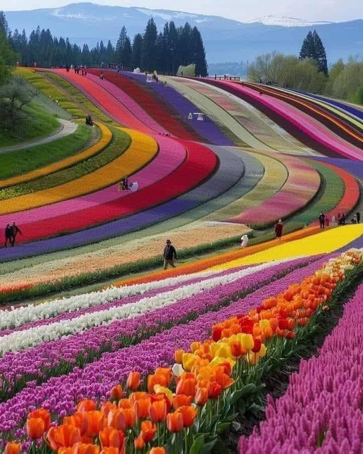 Tulip Fields Frolic self-striping (ready to ship)