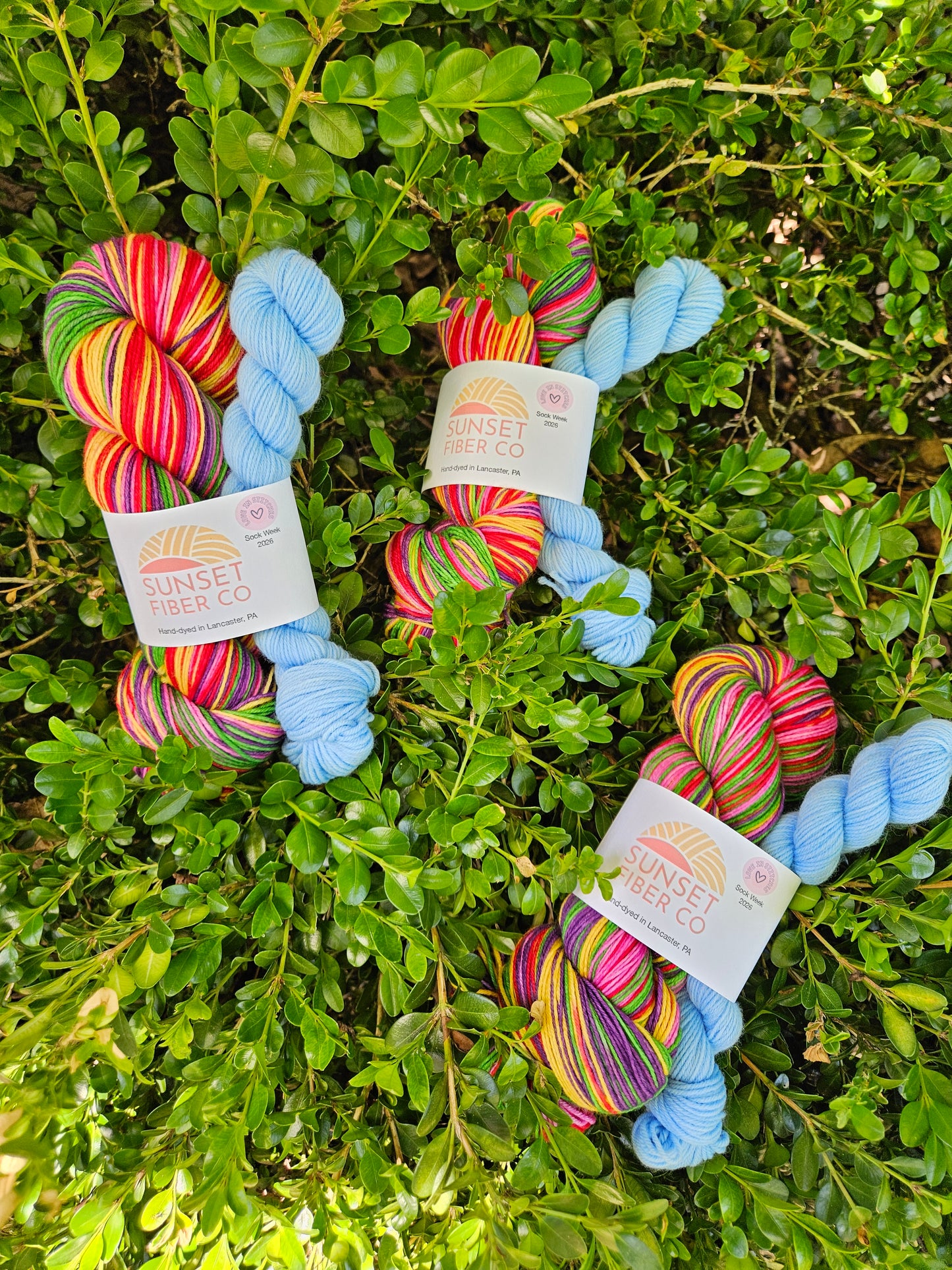 Tulip Fields Frolic self-striping (ready to ship)