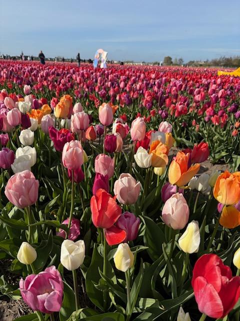 Tulip Fields Frolic self-striping (ready to ship)