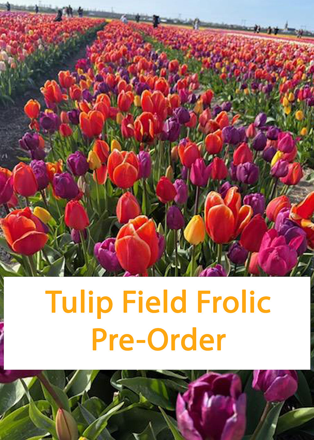 Tulip Fields Frolic self-striping sock set (Pre-Order)