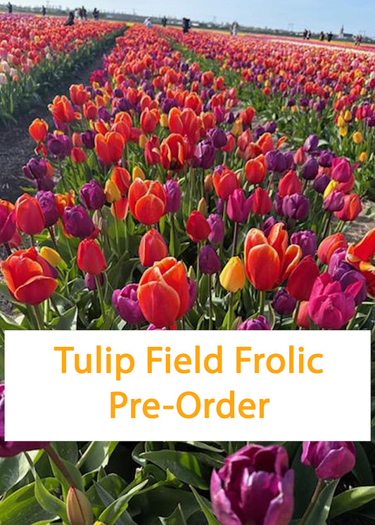 Tulip Fields Frolic self-striping sock set (Pre-Order)